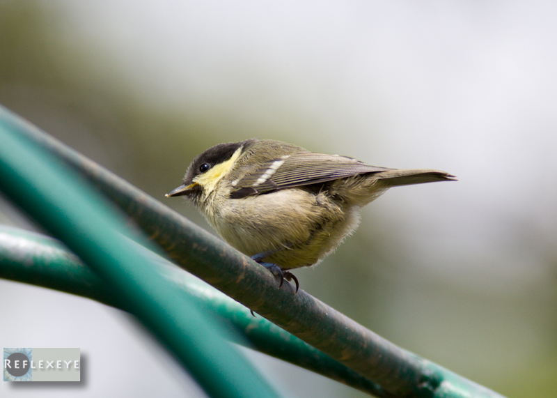 Coal Tit